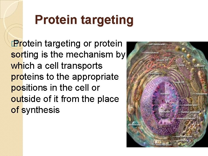 Protein targeting � Protein targeting or protein sorting is the mechanism by which a