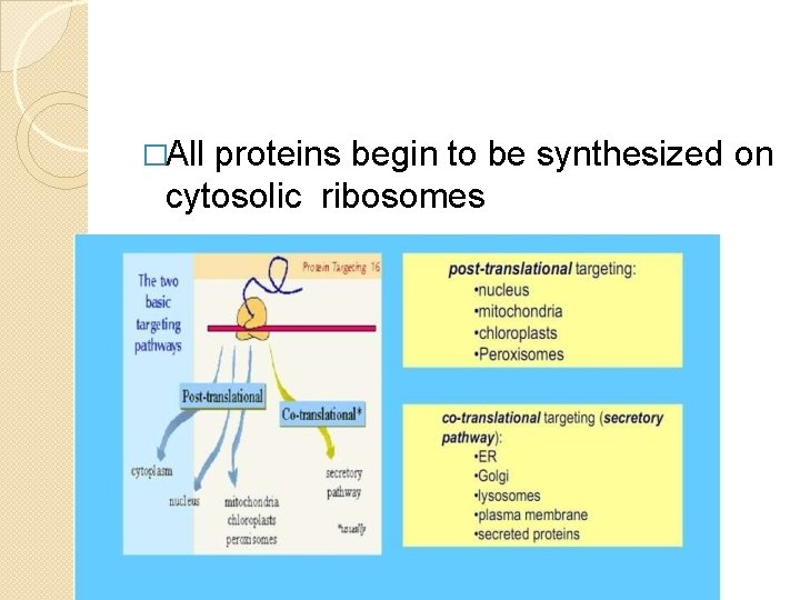 �All proteins begin to be synthesized on cytosolic ribosomes 