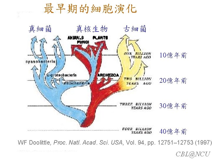 最早期的細胞演化 真細菌 真核生物 古細菌 10億年前 20億年前 30億年前 40億年前 WF Doolittle, Proc. Natl. Acad. Sci.