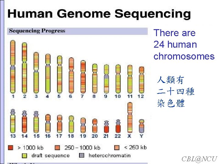 There are 24 human Human has 23 chromosomes There are 24 human chromosomes 人類有