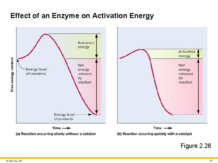 Effect of an Enzyme on Activation Energy Figure 2. 26 © Mc. Graw Hill Effect of an Enzyme on Activation Energy Figure 2. 26 © Mc. Graw Hill