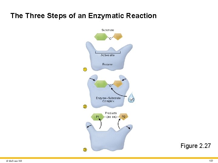 The Three Steps of an Enzymatic Reaction Figure 2. 27 © Mc. Graw Hill The Three Steps of an Enzymatic Reaction Figure 2. 27 © Mc. Graw Hill