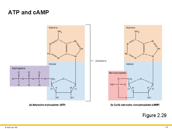 ATP and c. AMP Figure 2. 29 © Mc. Graw Hill 110 ATP and c. AMP Figure 2. 29 © Mc. Graw Hill 110