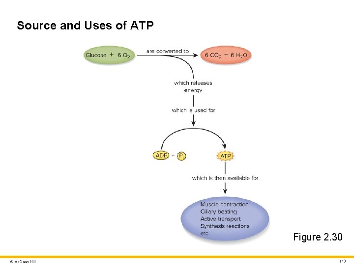 Source and Uses of ATP Figure 2. 30 © Mc. Graw Hill 113 Source and Uses of ATP Figure 2. 30 © Mc. Graw Hill 113