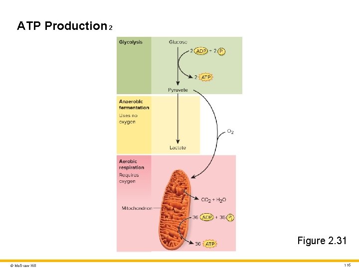 ATP Production 2 Figure 2. 31 © Mc. Graw Hill 115 ATP Production 2 Figure 2. 31 © Mc. Graw Hill 115