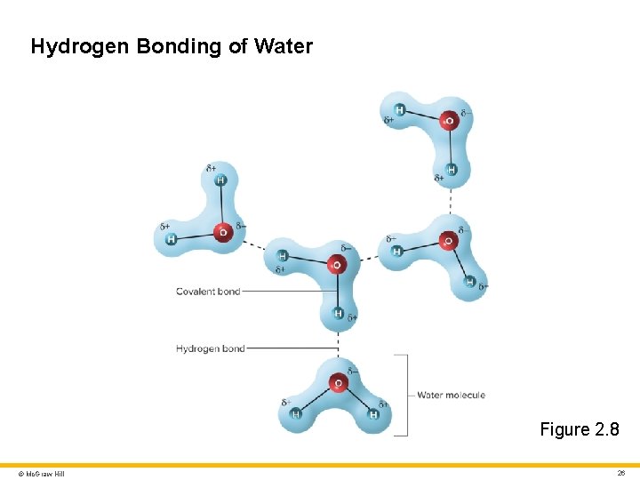 Hydrogen Bonding of Water Figure 2. 8 © Mc. Graw Hill 26 Hydrogen Bonding of Water Figure 2. 8 © Mc. Graw Hill 26