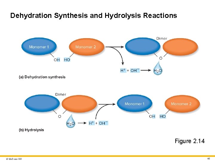 Dehydration Synthesis and Hydrolysis Reactions Figure 2. 14 © Mc. Graw Hill 65 Dehydration Synthesis and Hydrolysis Reactions Figure 2. 14 © Mc. Graw Hill 65