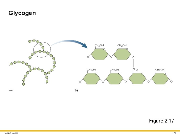 Glycogen Figure 2. 17 © Mc. Graw Hill 72 Glycogen Figure 2. 17 © Mc. Graw Hill 72