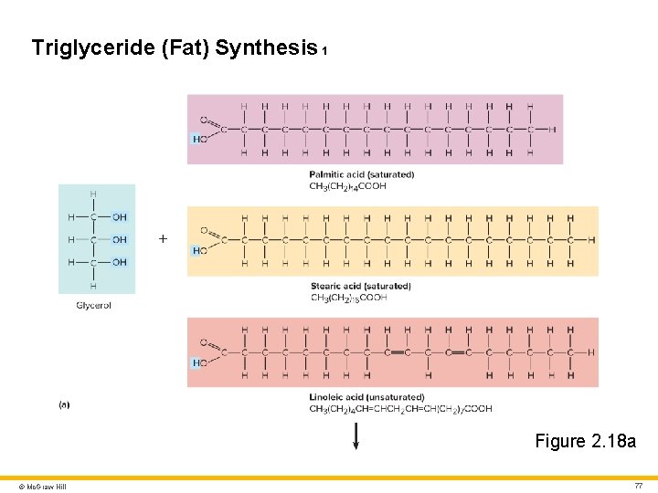 Triglyceride (Fat) Synthesis 1 Figure 2. 18 a © Mc. Graw Hill 77 Triglyceride (Fat) Synthesis 1 Figure 2. 18 a © Mc. Graw Hill 77