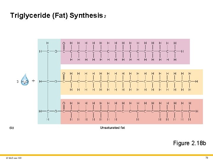 Triglyceride (Fat) Synthesis 2 Figure 2. 18 b © Mc. Graw Hill 78 Triglyceride (Fat) Synthesis 2 Figure 2. 18 b © Mc. Graw Hill 78