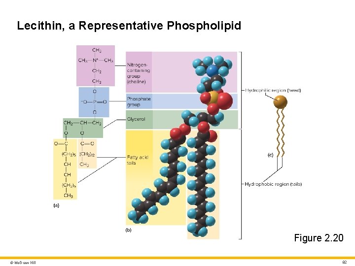 Lecithin, a Representative Phospholipid Figure 2. 20 © Mc. Graw Hill 82 Lecithin, a Representative Phospholipid Figure 2. 20 © Mc. Graw Hill 82