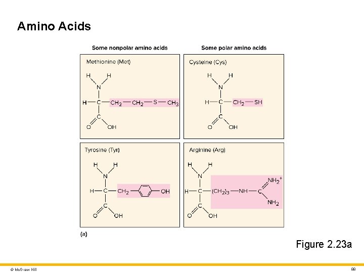 Amino Acids Figure 2. 23 a © Mc. Graw Hill 88 Amino Acids Figure 2. 23 a © Mc. Graw Hill 88