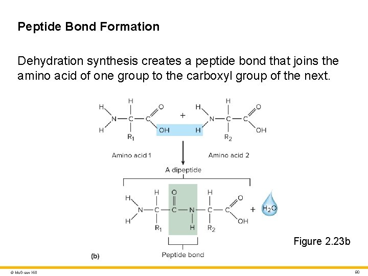 Peptide Bond Formation Dehydration synthesis creates a peptide bond that joins the amino acid Peptide Bond Formation Dehydration synthesis creates a peptide bond that joins the amino acid
