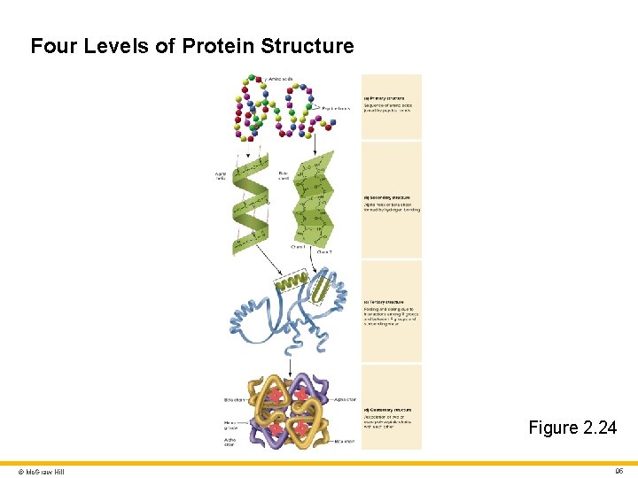 Four Levels of Protein Structure Figure 2. 24 © Mc. Graw Hill 95 Four Levels of Protein Structure Figure 2. 24 © Mc. Graw Hill 95