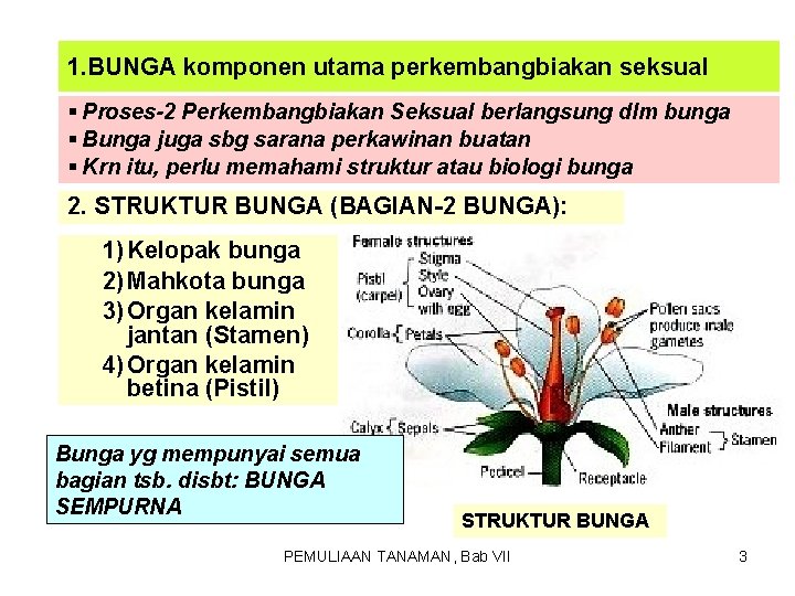 1. BUNGA komponen utama perkembangbiakan seksual § Proses-2 Perkembangbiakan Seksual berlangsung dlm bunga §