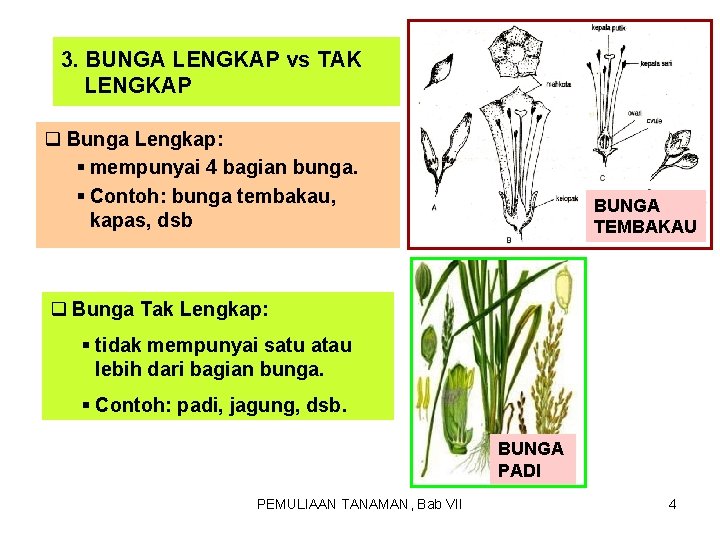 3. BUNGA LENGKAP vs TAK LENGKAP q Bunga Lengkap: § mempunyai 4 bagian bunga.