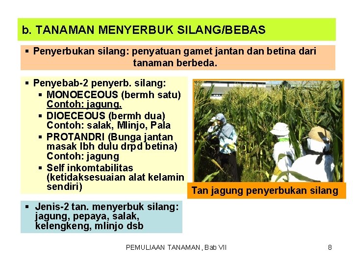 b. TANAMAN MENYERBUK SILANG/BEBAS § Penyerbukan silang: penyatuan gamet jantan dan betina dari tanaman