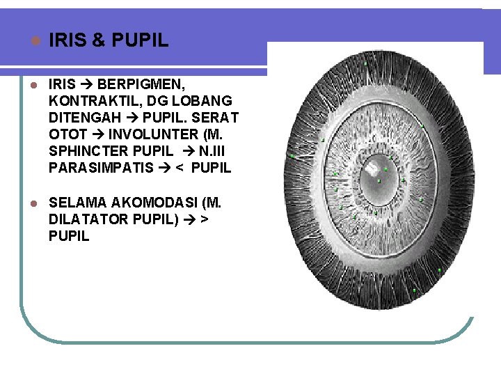 l IRIS & PUPIL l IRIS BERPIGMEN, KONTRAKTIL, DG LOBANG DITENGAH PUPIL. SERAT OTOT