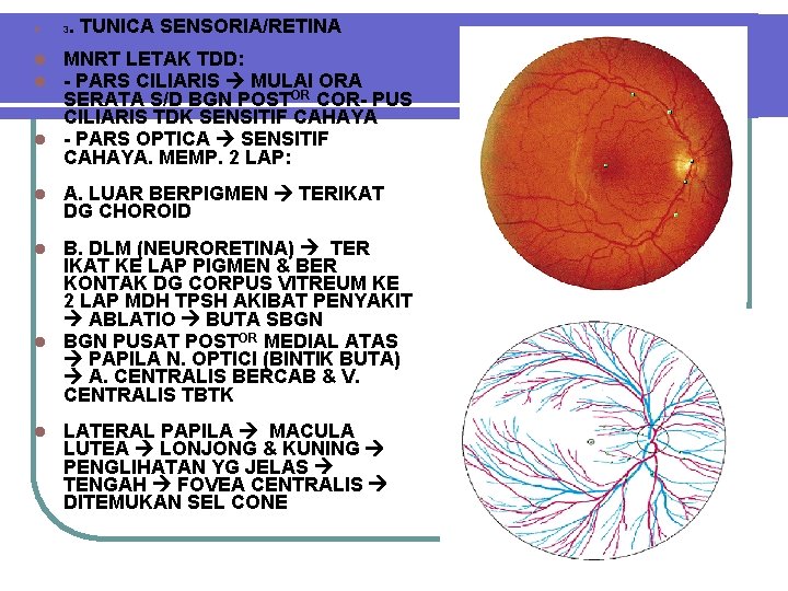 l . TUNICA SENSORIA/RETINA 3 MNRT LETAK TDD: - PARS CILIARIS MULAI ORA SERATA