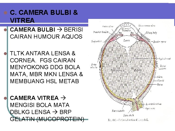 l C. CAMERA BULBI & VITREA l CAMERA BULBI BERISI CAIRAN HUMOUR AQUOS l