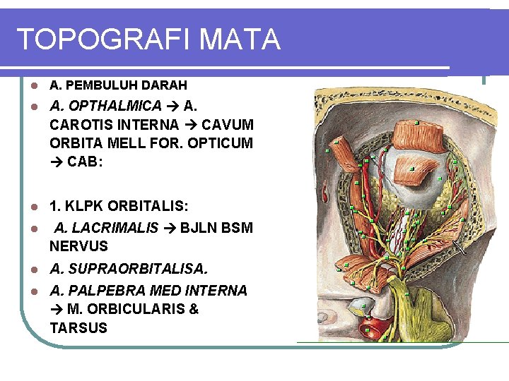 TOPOGRAFI MATA l A. PEMBULUH DARAH l A. OPTHALMICA A. CAROTIS INTERNA CAVUM ORBITA