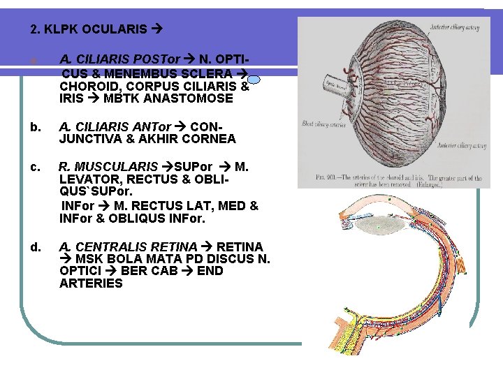 2. KLPK OCULARIS a. A. CILIARIS POSTor N. OPTICUS & MENEMBUS SCLERA CHOROID, CORPUS 2. KLPK OCULARIS a. A. CILIARIS POSTor N. OPTICUS & MENEMBUS SCLERA CHOROID, CORPUS