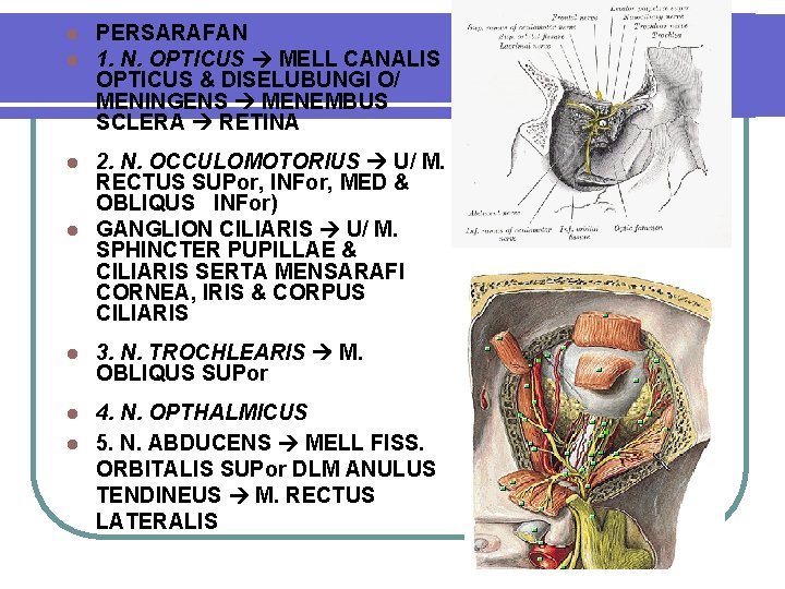 l l PERSARAFAN 1. N. OPTICUS MELL CANALIS OPTICUS & DISELUBUNGI O/ MENINGENS MENEMBUS