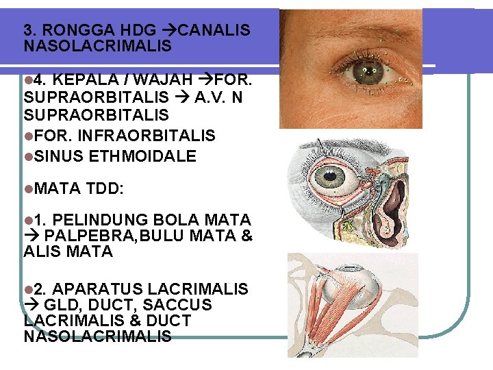 3. RONGGA HDG CANALIS NASOLACRIMALIS l 4. KEPALA / WAJAH FOR. SUPRAORBITALIS A. V.