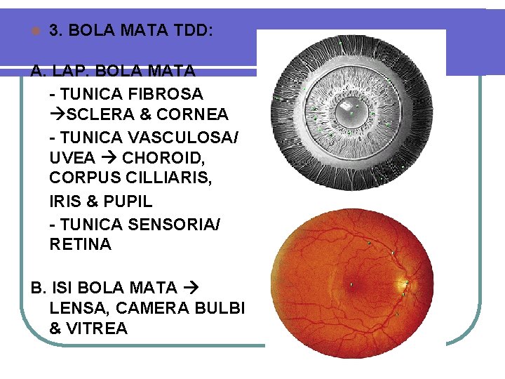 l 3. BOLA MATA TDD: A. LAP. BOLA MATA - TUNICA FIBROSA SCLERA &