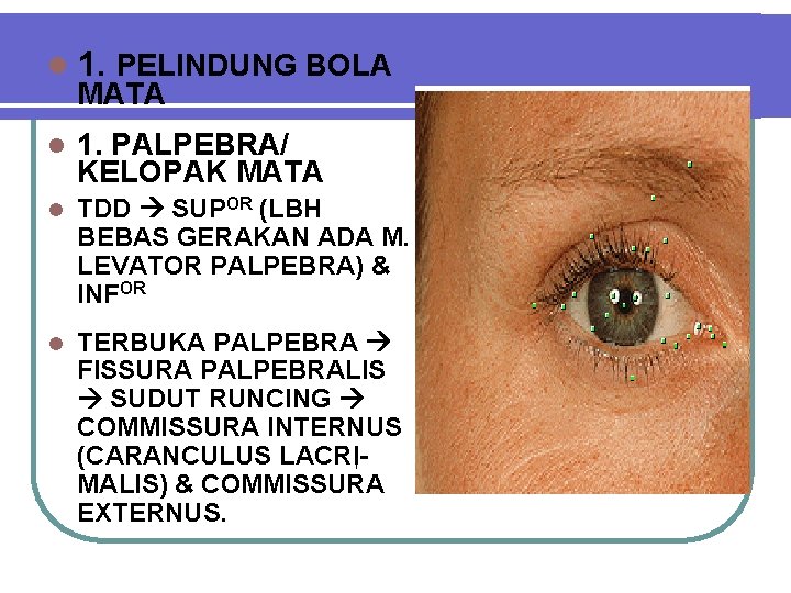 l 1. PELINDUNG BOLA MATA l 1. PALPEBRA/ KELOPAK MATA l TDD SUPOR (LBH