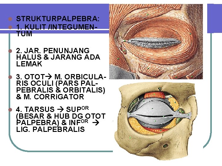 l l STRUKTURPALPEBRA: 1. KULIT /INTEGUMENTUM l 2. JAR. PENUNJANG HALUS & JARANG ADA