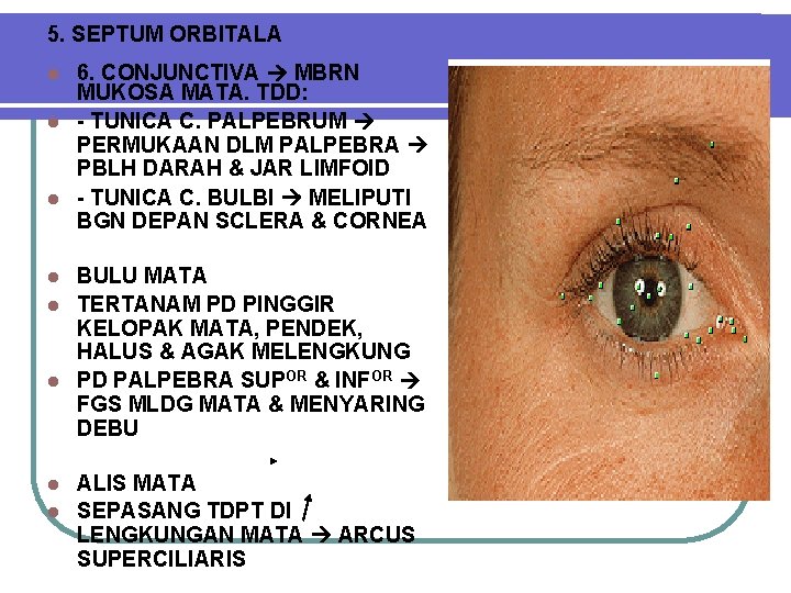 5. SEPTUM ORBITALA 6. CONJUNCTIVA MBRN MUKOSA MATA. TDD: l - TUNICA C. PALPEBRUM