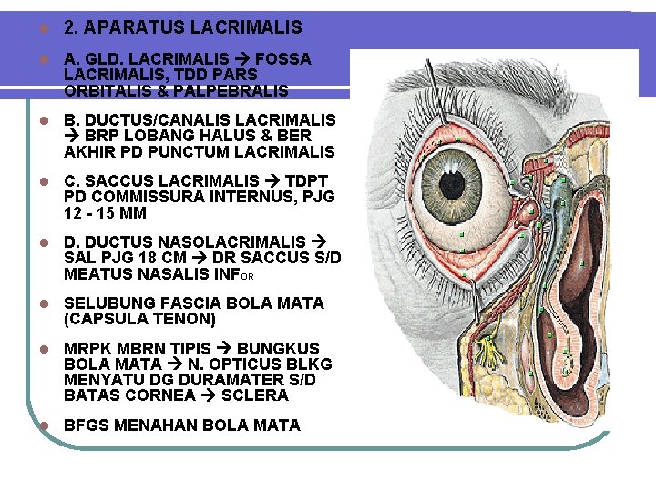 l 2. APARATUS LACRIMALIS l A. GLD. LACRIMALIS FOSSA LACRIMALIS, TDD PARS ORBITALIS &