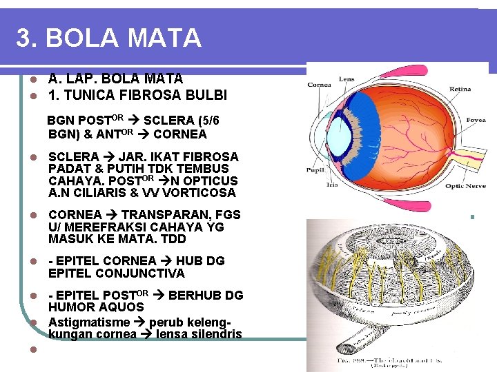 3. BOLA MATA l l A. LAP. BOLA MATA 1. TUNICA FIBROSA BULBI BGN 3. BOLA MATA l l A. LAP. BOLA MATA 1. TUNICA FIBROSA BULBI BGN