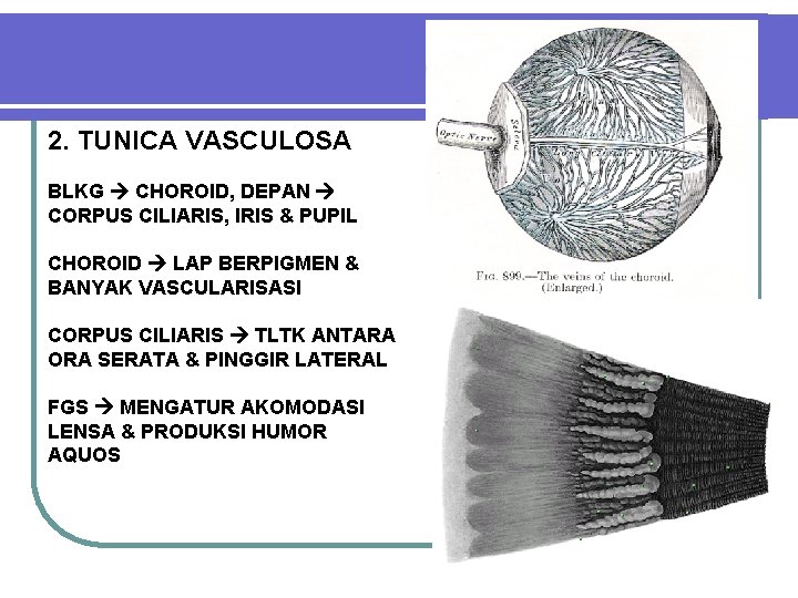 2. TUNICA VASCULOSA BLKG CHOROID, DEPAN CORPUS CILIARIS, IRIS & PUPIL CHOROID LAP BERPIGMEN