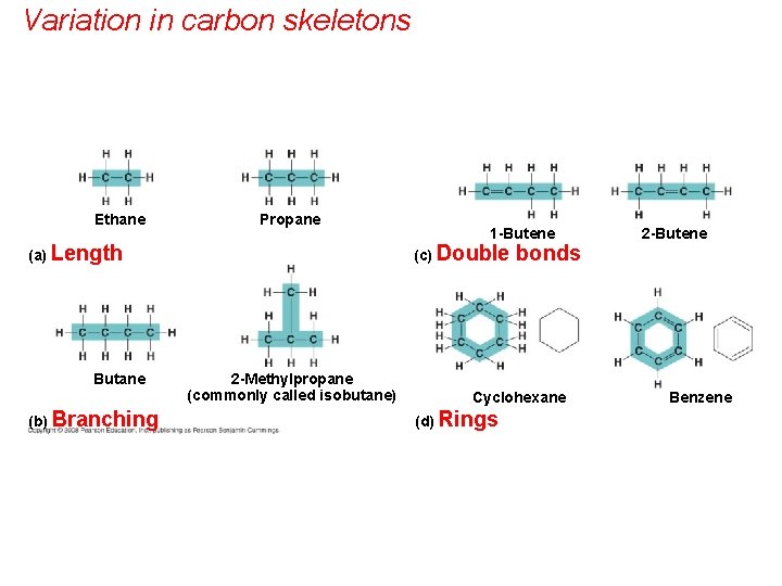 Variation in carbon skeletons Ethane Propane (a) Length Butane (b) Branching 1 -Butene (c)