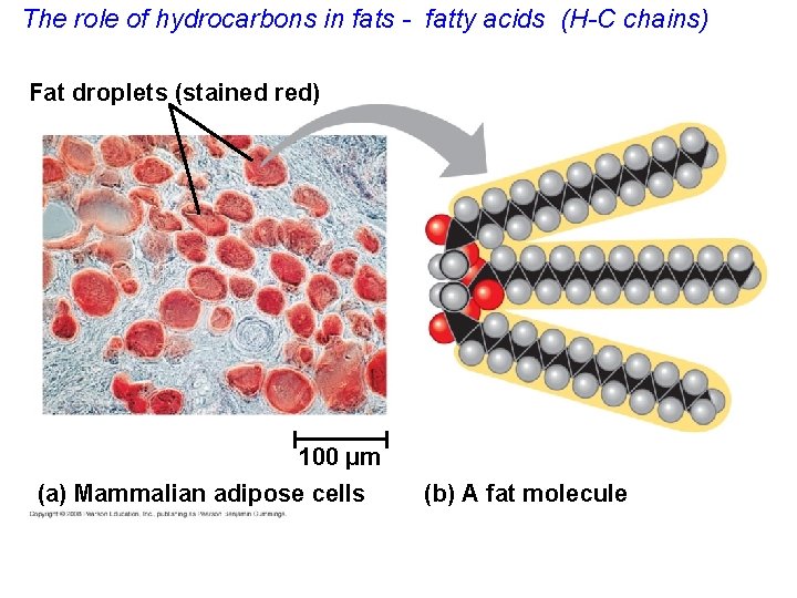 The role of hydrocarbons in fats - fatty acids (H-C chains) Fat droplets (stained