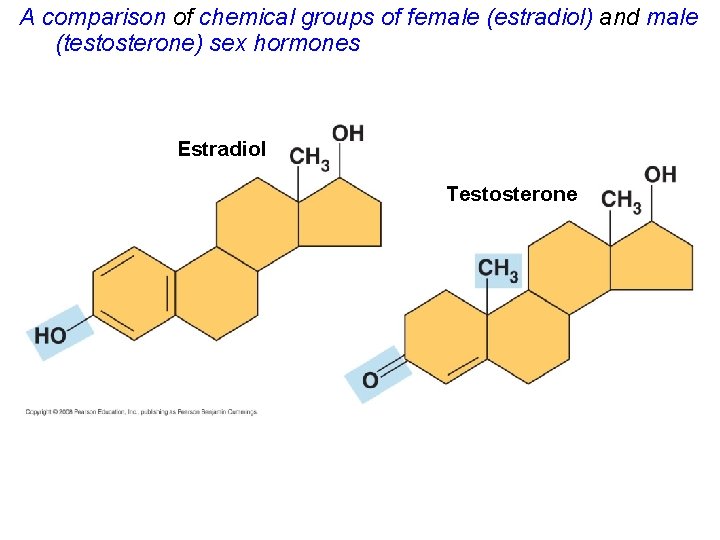 A comparison of chemical groups of female (estradiol) and male (testosterone) sex hormones Estradiol