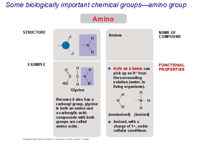 Some biologically important chemical groups—amino group Amino STRUCTURE NAME OF COMPOUND Amines EXAMPLE Acts