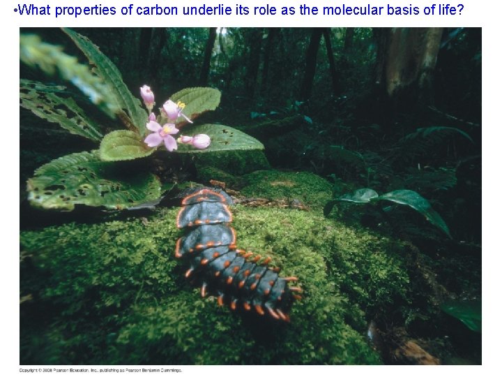  • What properties of carbon underlie its role as the molecular basis of