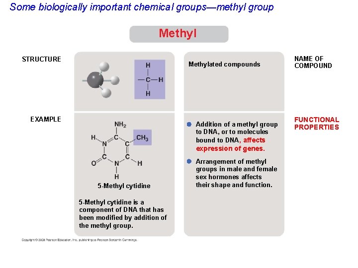 Some biologically important chemical groups—methyl group Methyl STRUCTURE Methylated compounds EXAMPLE Addition of a