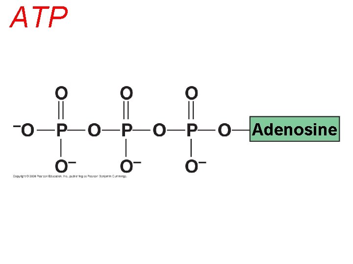 ATP Adenosine 