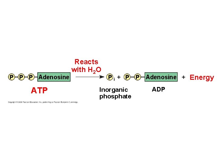 P P P Adenosine ATP Reacts with H 2 O Pi P Inorganic phosphate
