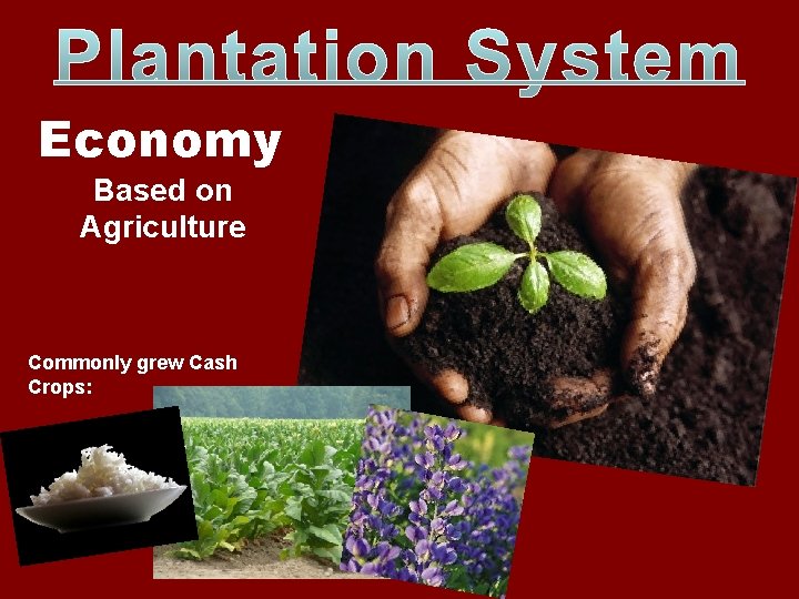 Economy Based on Agriculture Commonly grew Cash Crops: 