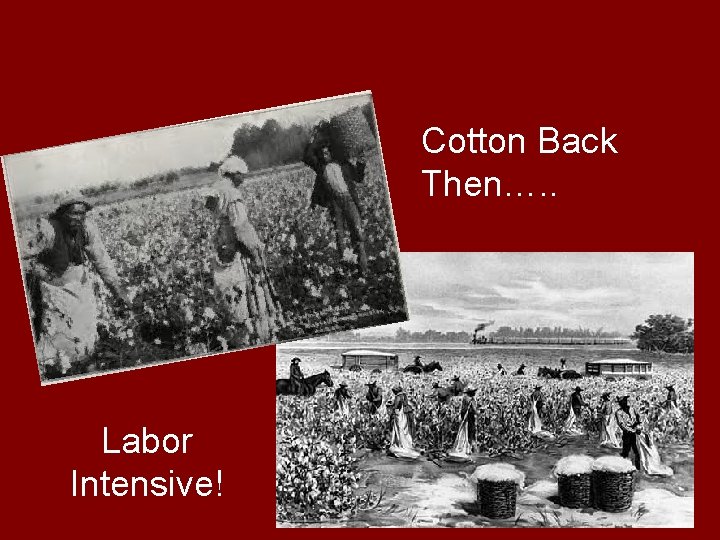 Cotton Back Then…. . Labor Intensive! 