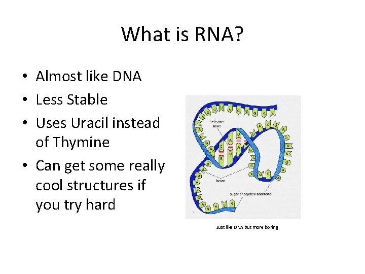 What is RNA? • Almost like DNA • Less Stable • Uses Uracil instead