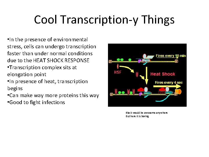 Cool Transcription-y Things • In the presence of environmental stress, cells can undergo transcription