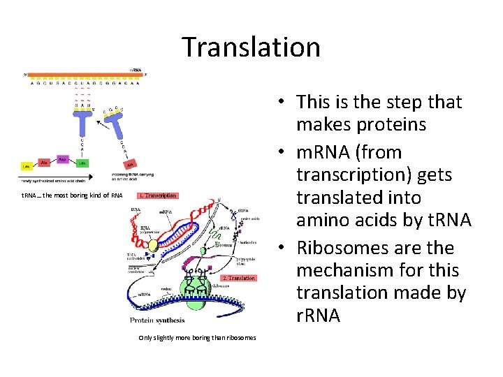 Translation • This is the step that makes proteins • m. RNA (from transcription)