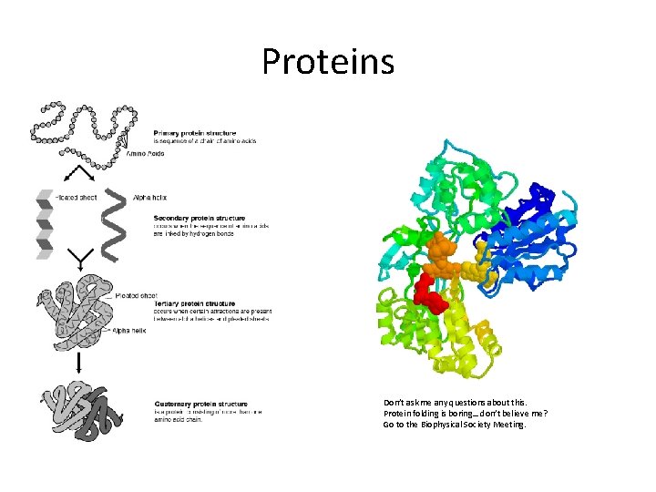 Proteins Don’t ask me any questions about this. Protein folding is boring… don’t believe