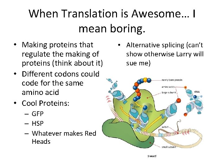 When Translation is Awesome… I mean boring. • Making proteins that regulate the making